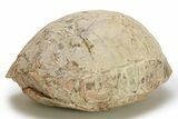 Inflated Fossil Tortoise (Stylemys) - South Dakota #280780-2